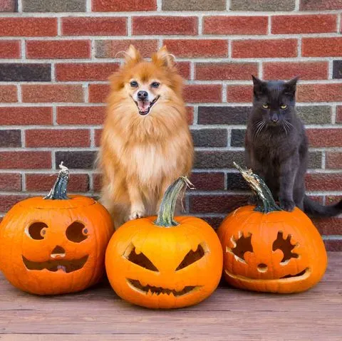 Statusbrew-halloween